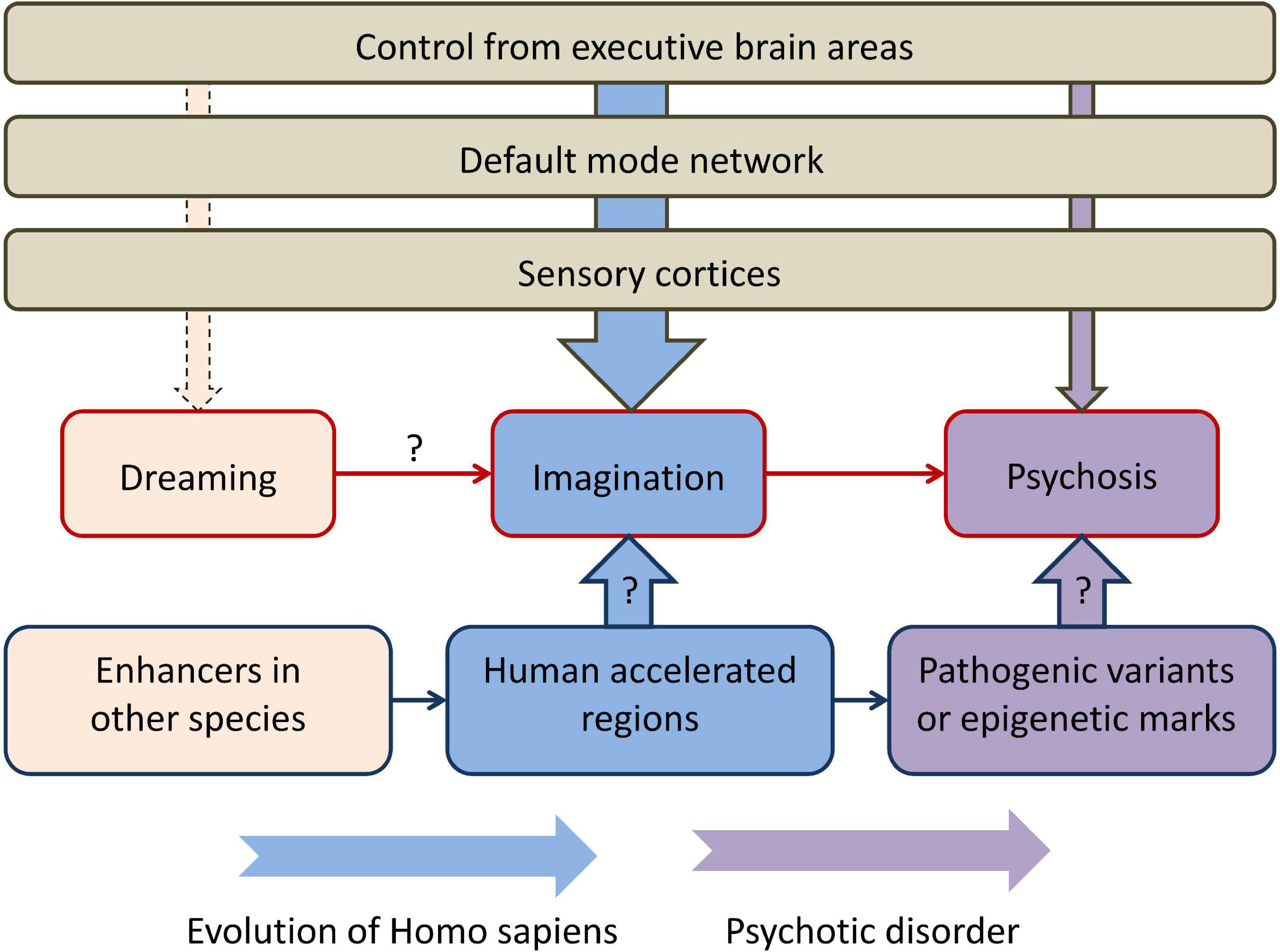 The evolutionary origin of psychosis